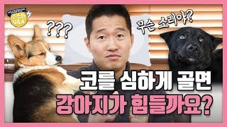 코를 심하게 골면 강아지가 힘들까요? ｜강형욱의 소소한 Q\u0026A