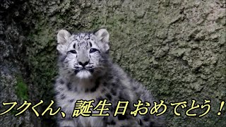 ミミさん、フクくん、誕生日おめでとう！　Snow Leopard(ユキヒョウ)　～ 多摩動物公園 ～