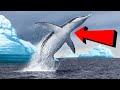 Prehistoric Sea Creatures That Still Exist Today - Part 3