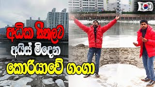 අධික සීතලට ගඟේ වතුර අයිස් වෙලා 🇰🇷|Winter in South korea|Winter in korea|겨울|ice river|❄❄❄