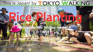 [This is Japan!] Rice planting  at the Roppongi Hills  Rooftop Garden (六本木ヒルズ屋上庭園で田植え体験)