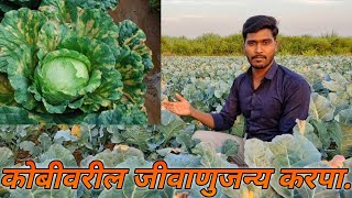 कोबीवर्गीय पिकांवरील जिवाणुजन्य करपा | Black rot of cabbage | Cabbage Bacterial disease | #cabbage