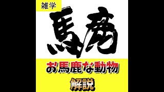 お馬鹿な動物解説【ダチョウ】