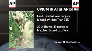 A bumper crop of opium in Afghanistan represents one of the most tangible and visible failures of US