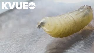 More screwworm cases confirmed in Texas | What pet owners need to watch out for