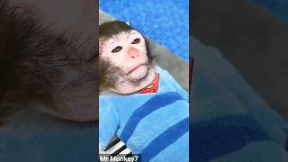 Monkey baby toro playing with Baby Shark and eating