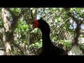 Bomb Drop Bird