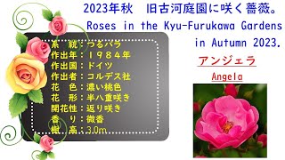 【Rose Encyclopedia】《Angela》Roses in the Kyu-Furukawa Gardens in Autumn 2023