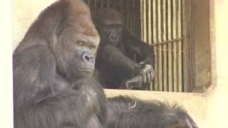 シャバーニ家族の日々45 Shabani gorilla family