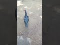 சண்டை bird fight