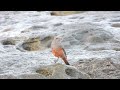 館山で探鳥・イソヒヨドリ・トンビ・モズとか・本日のおっさんぽ