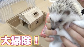 たぬちゃんのお家を大掃除しました！（ハリネズミ）