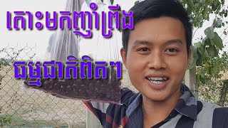 តោះៗទៅបេះព្រីងធម្មជាតិជាមួយគ្នា/Khmer Fruit Delicious