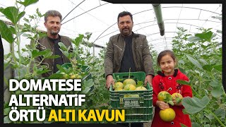 Silifkeli Çiftçiler Domatese Alternatif Örtü Altı Kavun Üretti