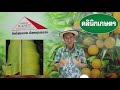 ep209 คลินิกเกษตร อาการกล้วยขาดธาตุอาหาร