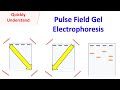 Pulsed field gel electrophoresis (PFGE)