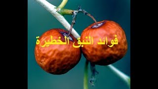 فوائد النبق (نبق السدر) المهمة .