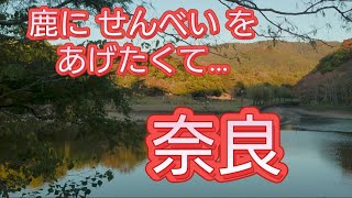 【奈良】Nara 鹿にせんべいをあげたくて…Japan