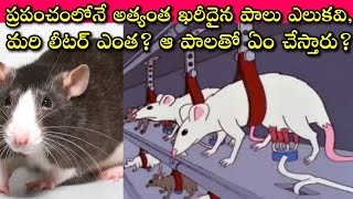 Mouse milk is the most expensive milk: ఓ లీటర్ పాల కోసం ఎన్ని ఎలుకలు కావాలి? ఏమాత్రం నమ్మలేని నిజాలు