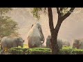 a productive morning numaligarh elephant herd