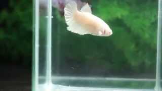 ショーベタ スーパーホワイト メス　betta fish super white female