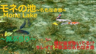 モネの池∼名もなき池∼ Monet's Pond ~Nameless Pond~・【岐阜美濃  関】鯉が宙を泳いでる!?きれいで不思議な湧水池～旅ぶらり～