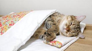 人間みたいにお布団でぐっすり眠る猫！