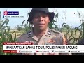 manfaatkan lahan tidur polisi di padang panen jagung