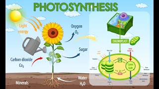 全面了解 Photosynthesis 光合作用概述 (3分钟微学习)