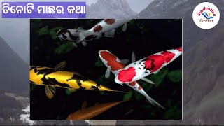 ତିନୋଟି ମାଛର କଥା