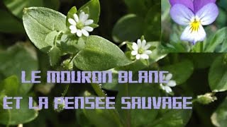 Hiver (Winter) - Pensée sauvage et mouron blanc (Heartsease and Chickweed)