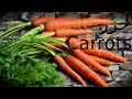 كل يوم كلمة إنجليزي 7 جزر carrots