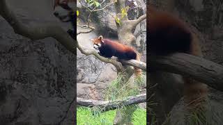 ランマルの帰宅時間🏠202404 #レッサーパンダ #redpanda #多摩動物公園