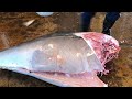 over 400 kgs giant bluefin tuna dragged on ashore and perfectly cut