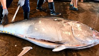 Over 400 KGS Giant Bluefin Tuna Dragged on Ashore and Perfectly Cut