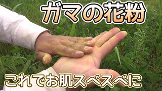 第188回 塗るだけでお肌スベスベ！？ガマの花粉【千葉県野田市】