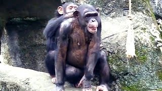 Bijing and Nihui: The Chimpanzee Sisters!🐵🐵琪靚和妮慧是黑猩猩的姐妹花！