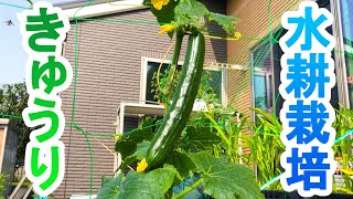 Hydroponic cultivation of cucumbers in the home garden.