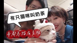 【萌锅】新手养猫历险记-领养⧸后院猫⧸病猫⧸猫滴虫 帝都养猫有多难