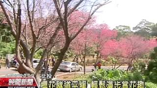 20130211 公視晚間新聞 北投復興三路 櫻花隧道私房景點