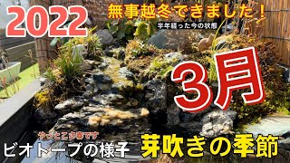 ［修正版］2022年3月のビオトープの様子