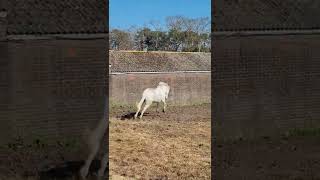 Fresh horse bucking in field