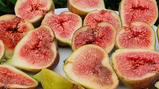 Why Am I Picking ALL My FIGS Early?