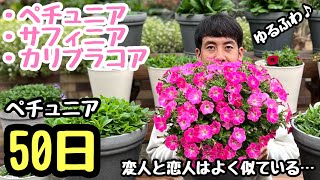 ◆復活！【熱は39.2℃だったよ〜ん】ペチュニア🌱