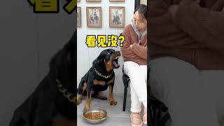 每天都是母老虎做饭，结果一坨还是不买她的帐#一坨 #pets #罗威纳 #罗威纳护卫犬 #rottweiler #rottweilerpuppy #向威和一坨 #funny y