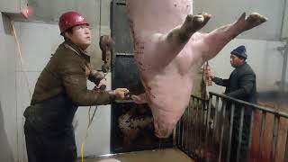 Pig Slaughter - This method of killing pigs still saves effort and worry