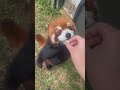 This little red panda 🐼 is the cutest animal on social media!