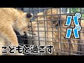 こどもライオンがついにパパのいるエリアの中へ・・・！