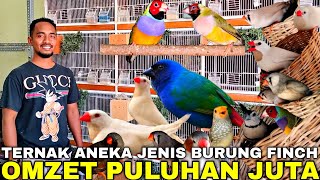 BIKIN SYOK ! SUKSES TERNAK BURUNG FINCH DAN GELATIK MAIN MUTASI OMZETNYA PULUHAN JUTA PER BULAN