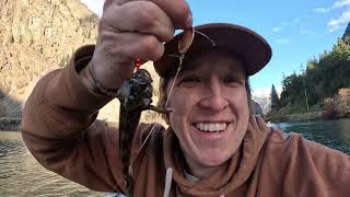 smallest fish caught in Canada BC